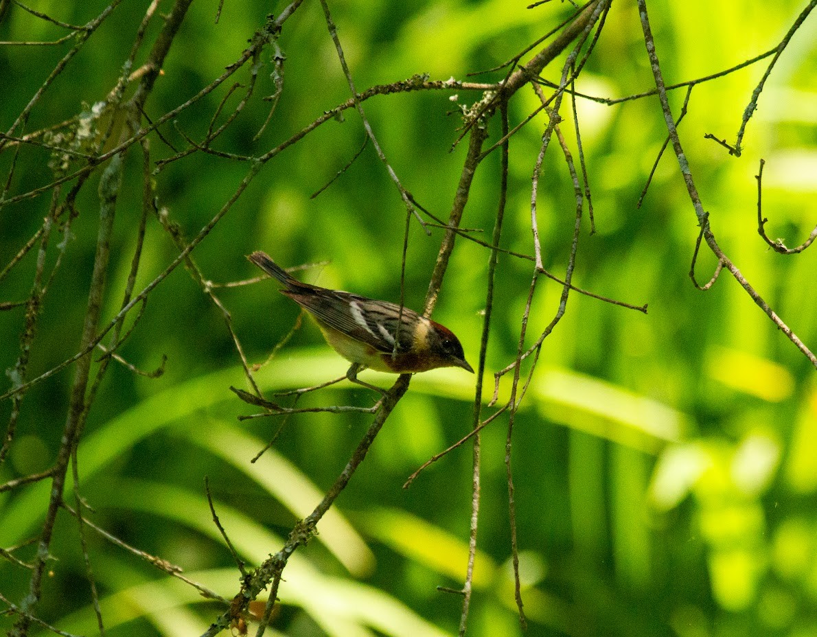 kastanjeparula - ML635361359