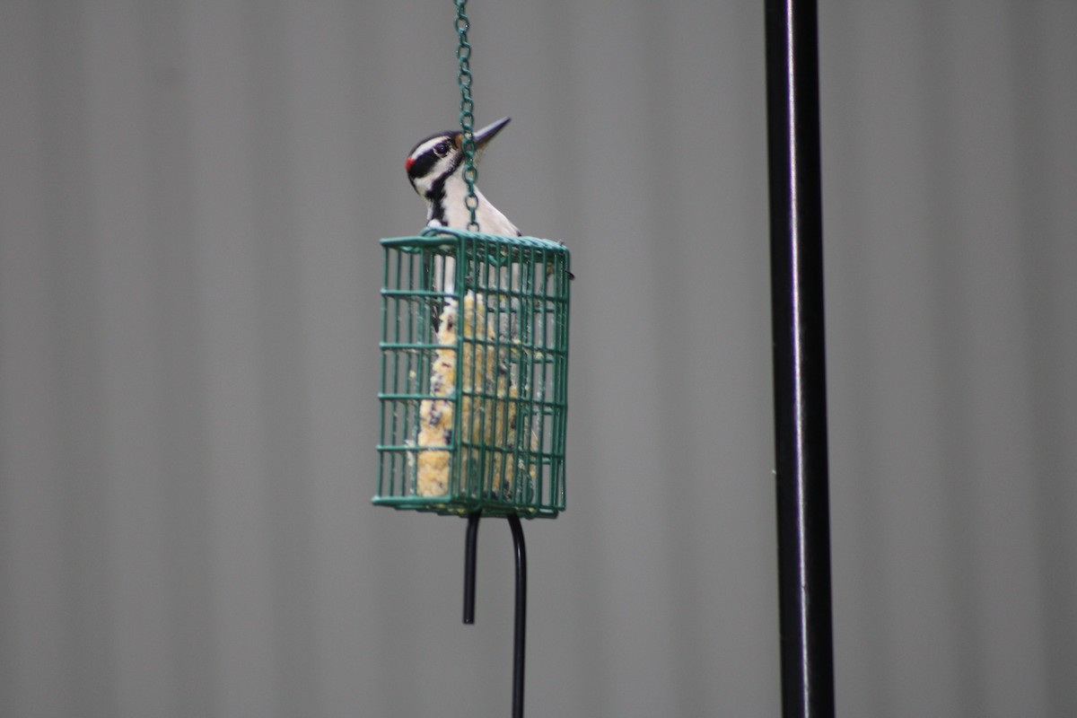 Hairy Woodpecker - ML635361365