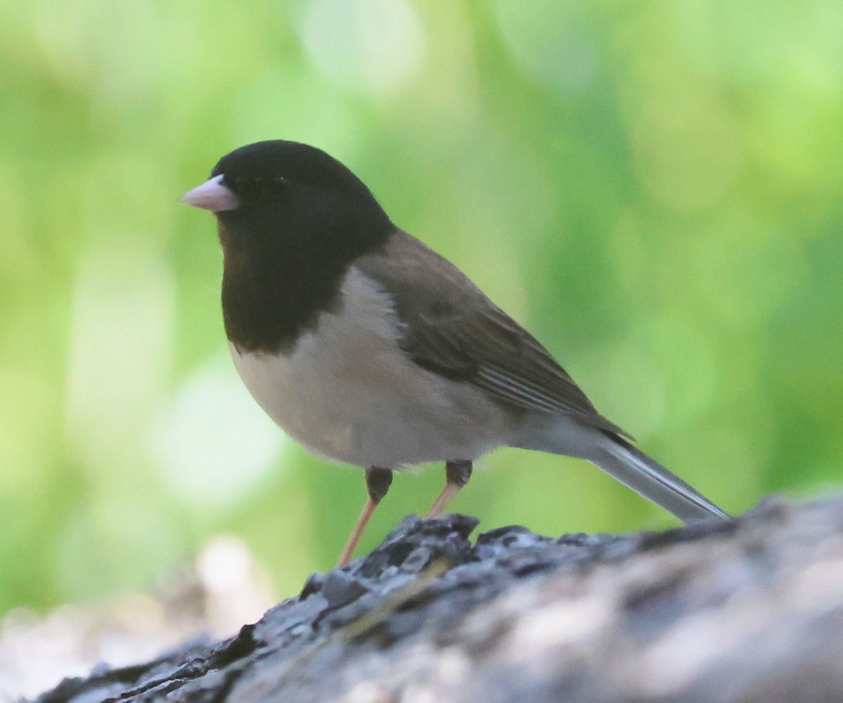 Dark-eyed Junco (Oregon) - ML635361423