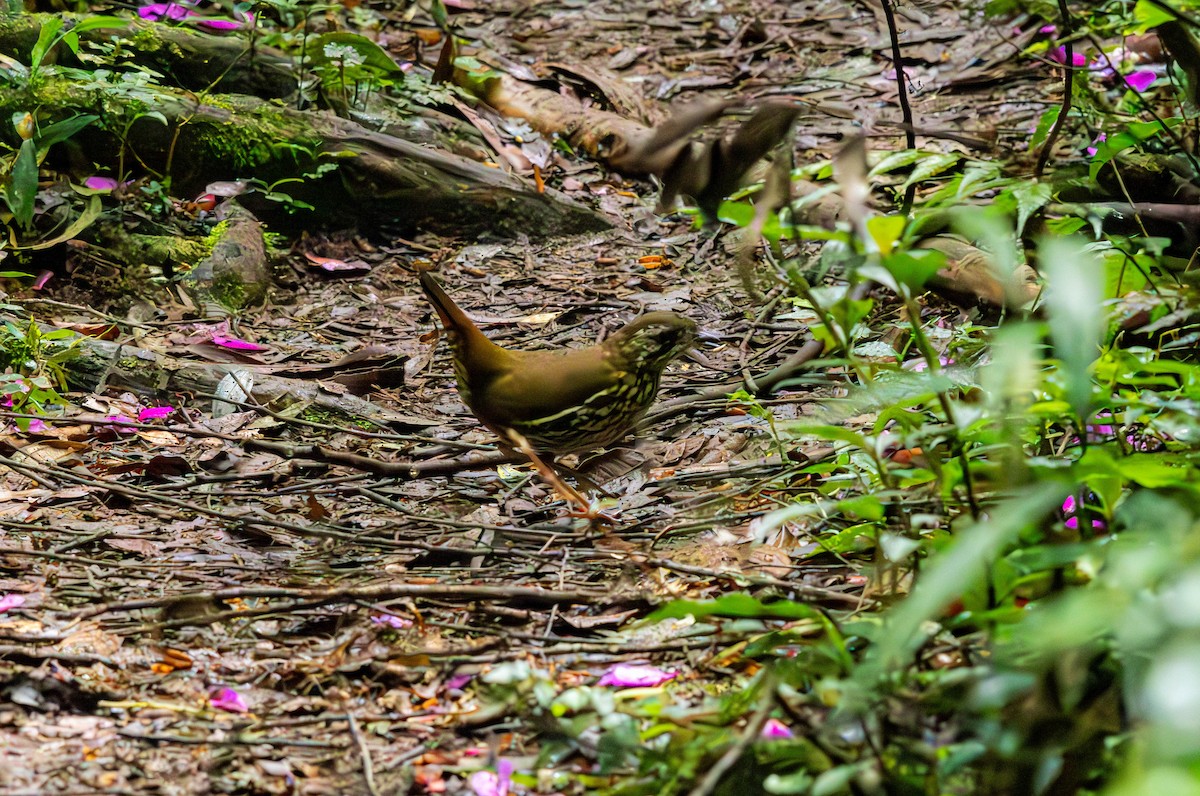 Rufous-tailed Antthrush - ML635361441