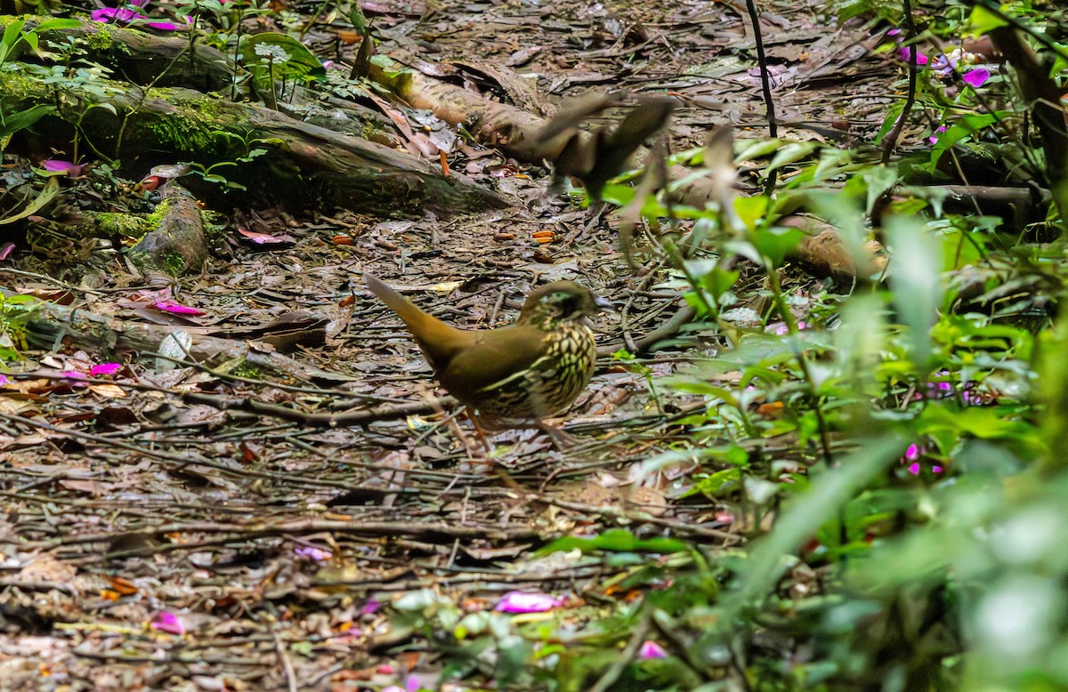 Rufous-tailed Antthrush - ML635361442
