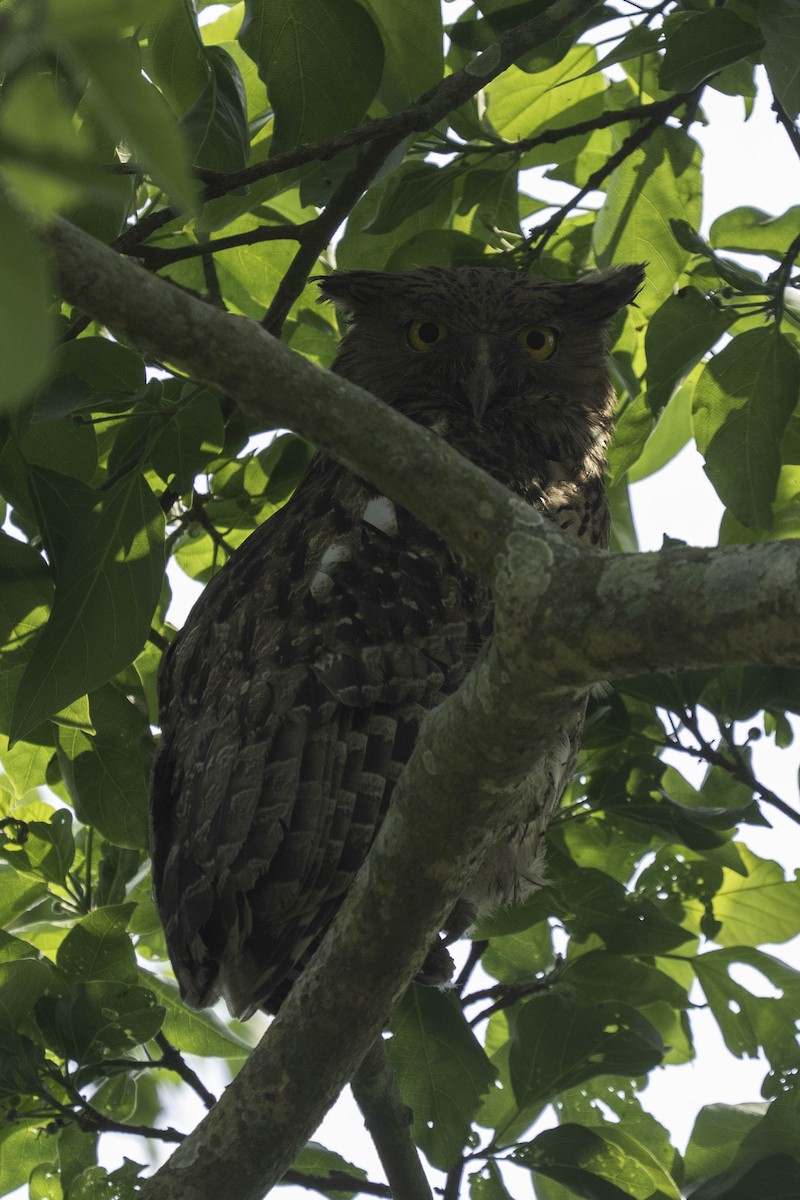 Brown Fish-Owl - ML635361447