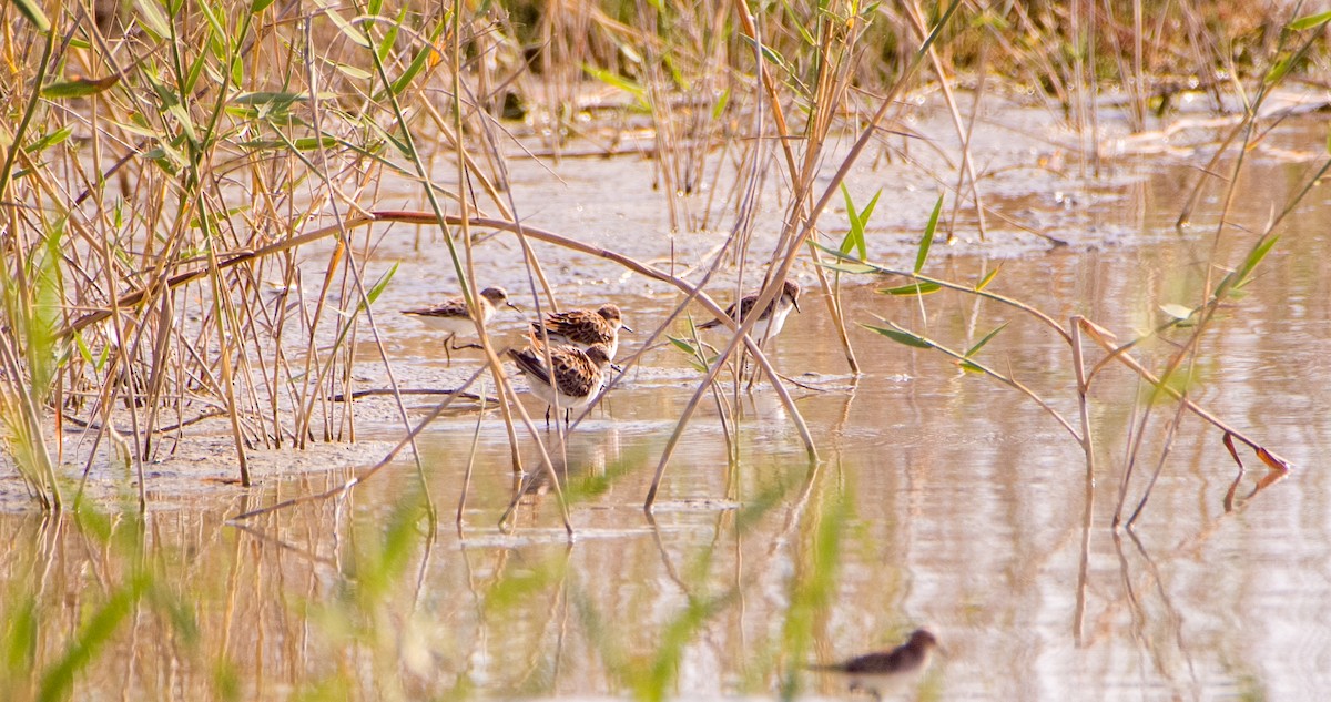 Little Stint - ML635361455