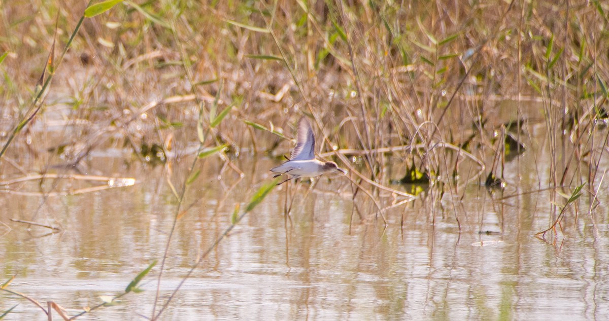Little Stint - ML635361456