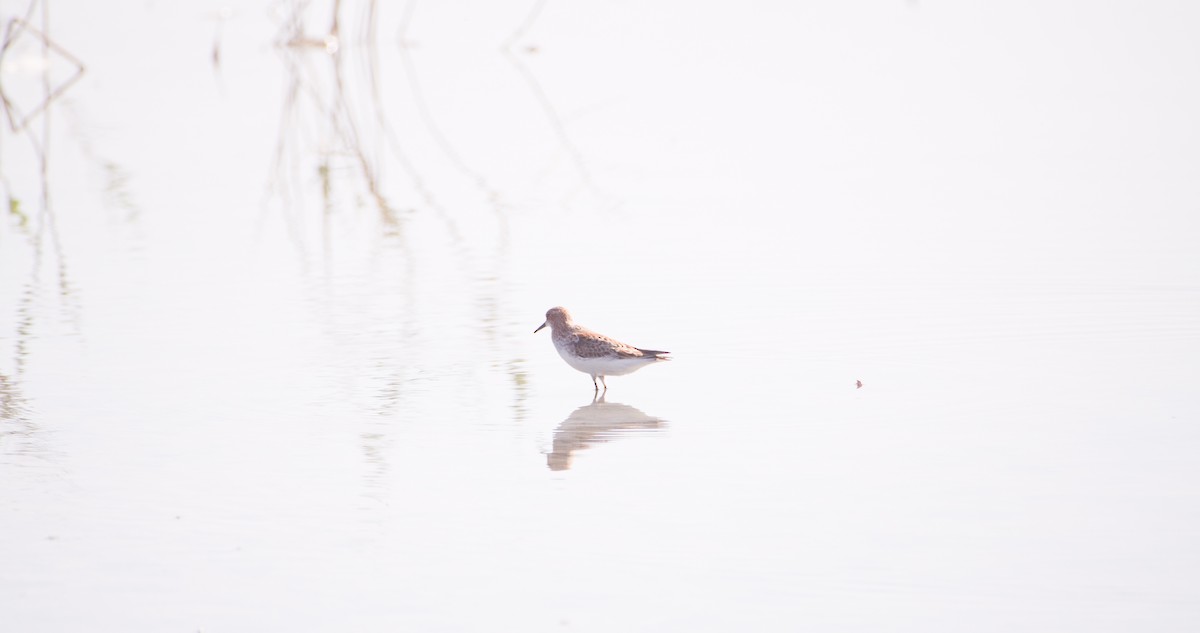 Little Stint - ML635361457
