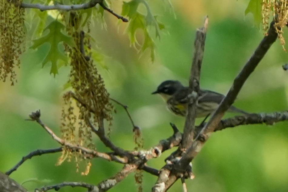 Yellow-rumped Warbler (Myrtle) - ML635361461