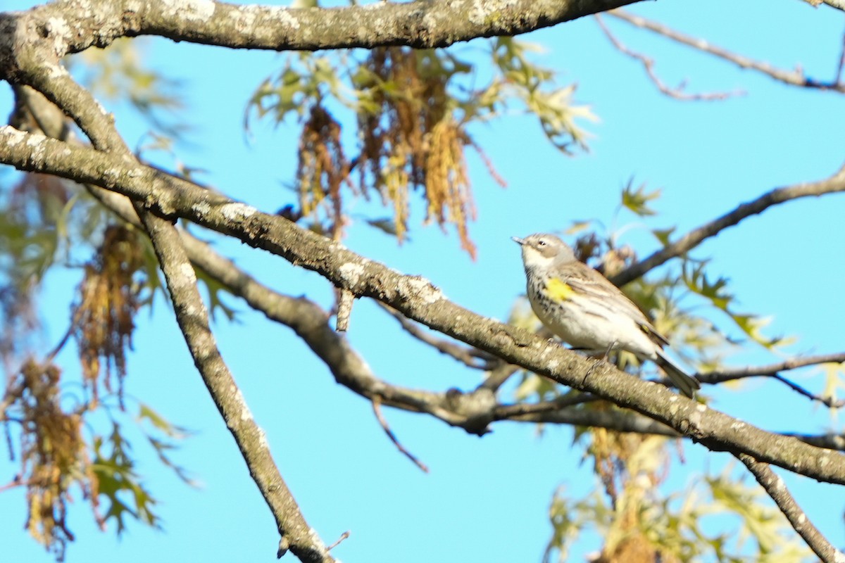 Yellow-rumped Warbler (Myrtle) - ML635361462