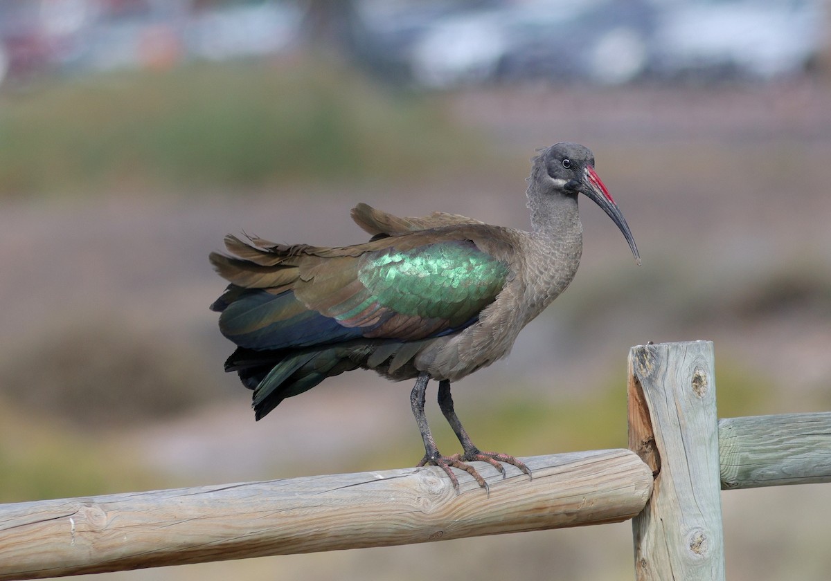 Hadada Ibis - ML635361513