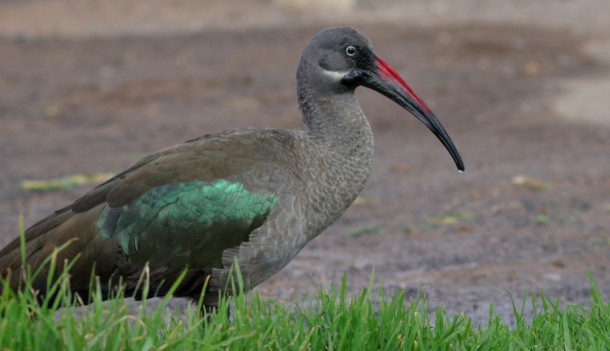 Hadada Ibis - ML635361535
