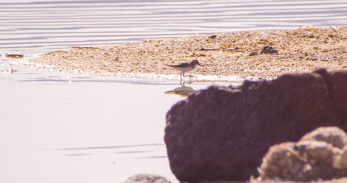 Little Stint - ML635361545
