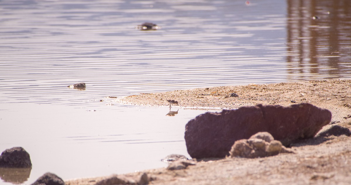 Little Stint - ML635361546