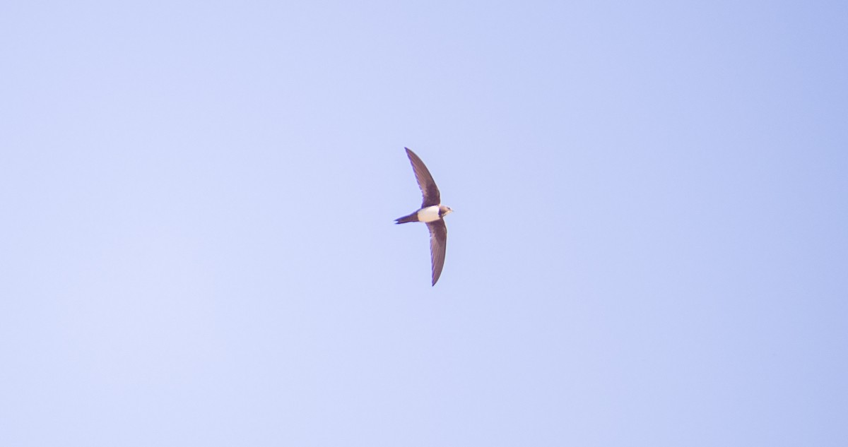 Alpine Swift - ML635361577
