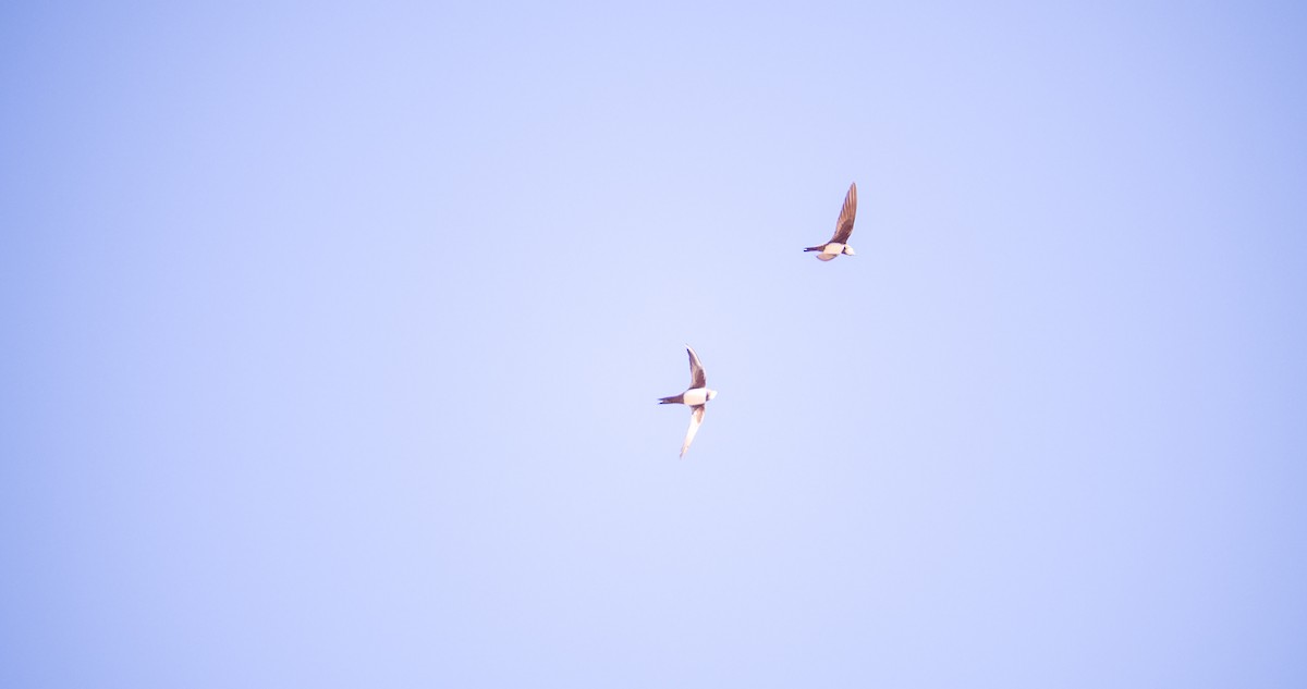 Alpine Swift - ML635361578