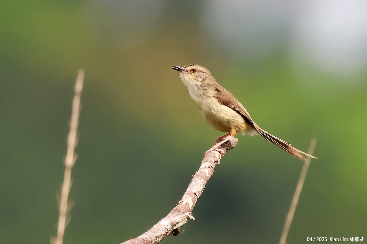 Plain Prinia - ML635361591