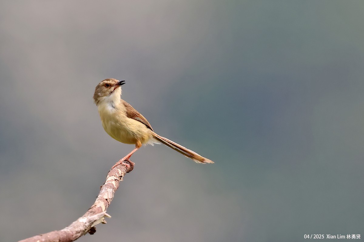Plain Prinia - ML635361592