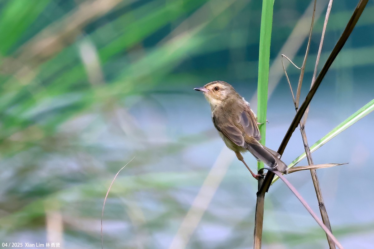 Plain Prinia - ML635361593