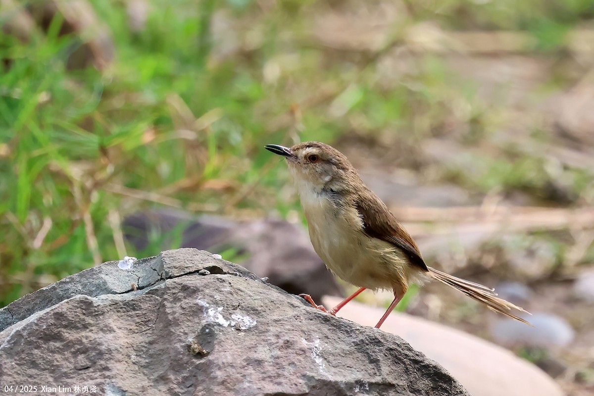 Plain Prinia - ML635361594