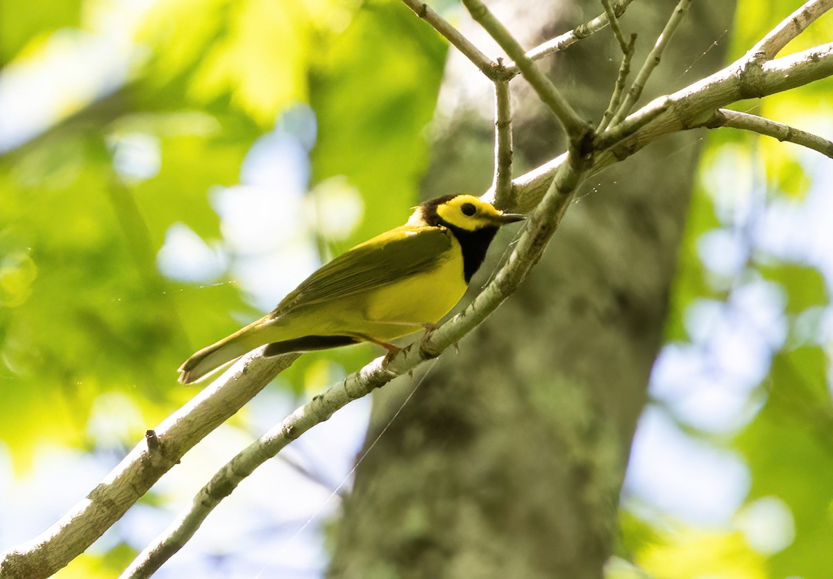 Hooded Warbler - ML635361639