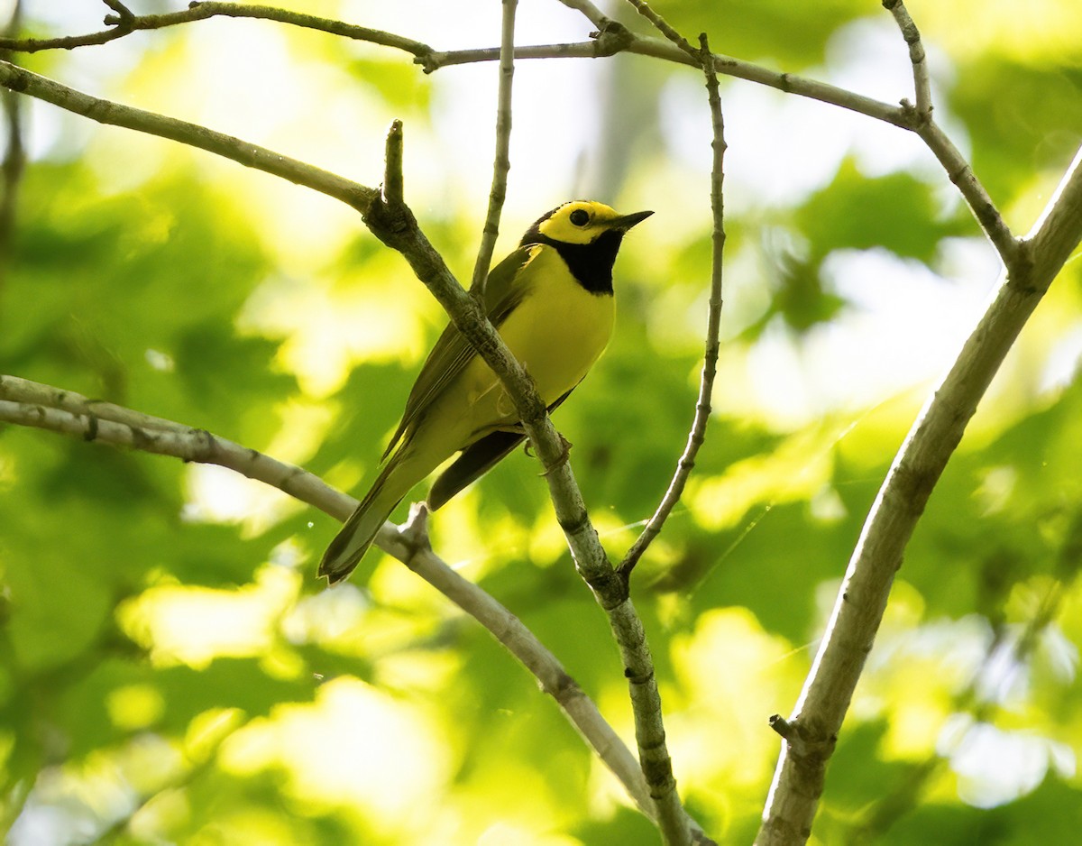 Hooded Warbler - ML635361640