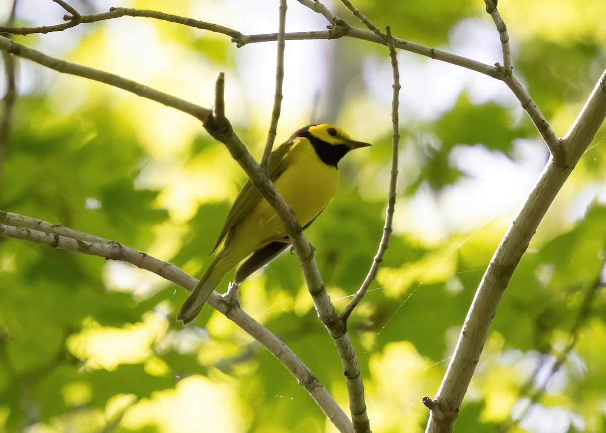 Hooded Warbler - ML635361641