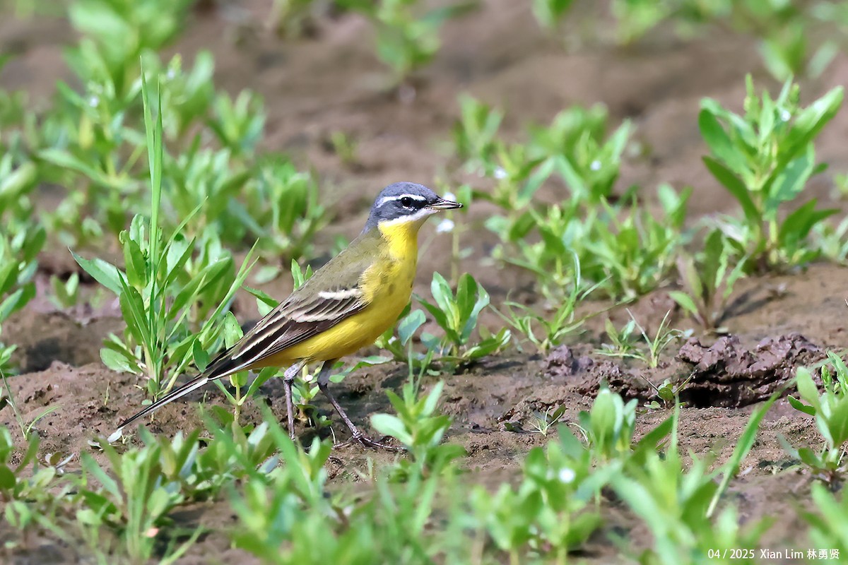 Eastern Yellow Wagtail - ML635361696