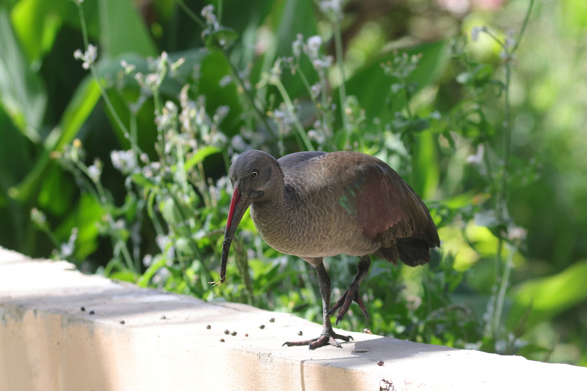 Hadada Ibis - ML635361707