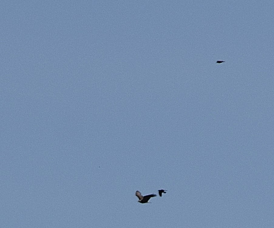 Bald Eagle - ML635361717