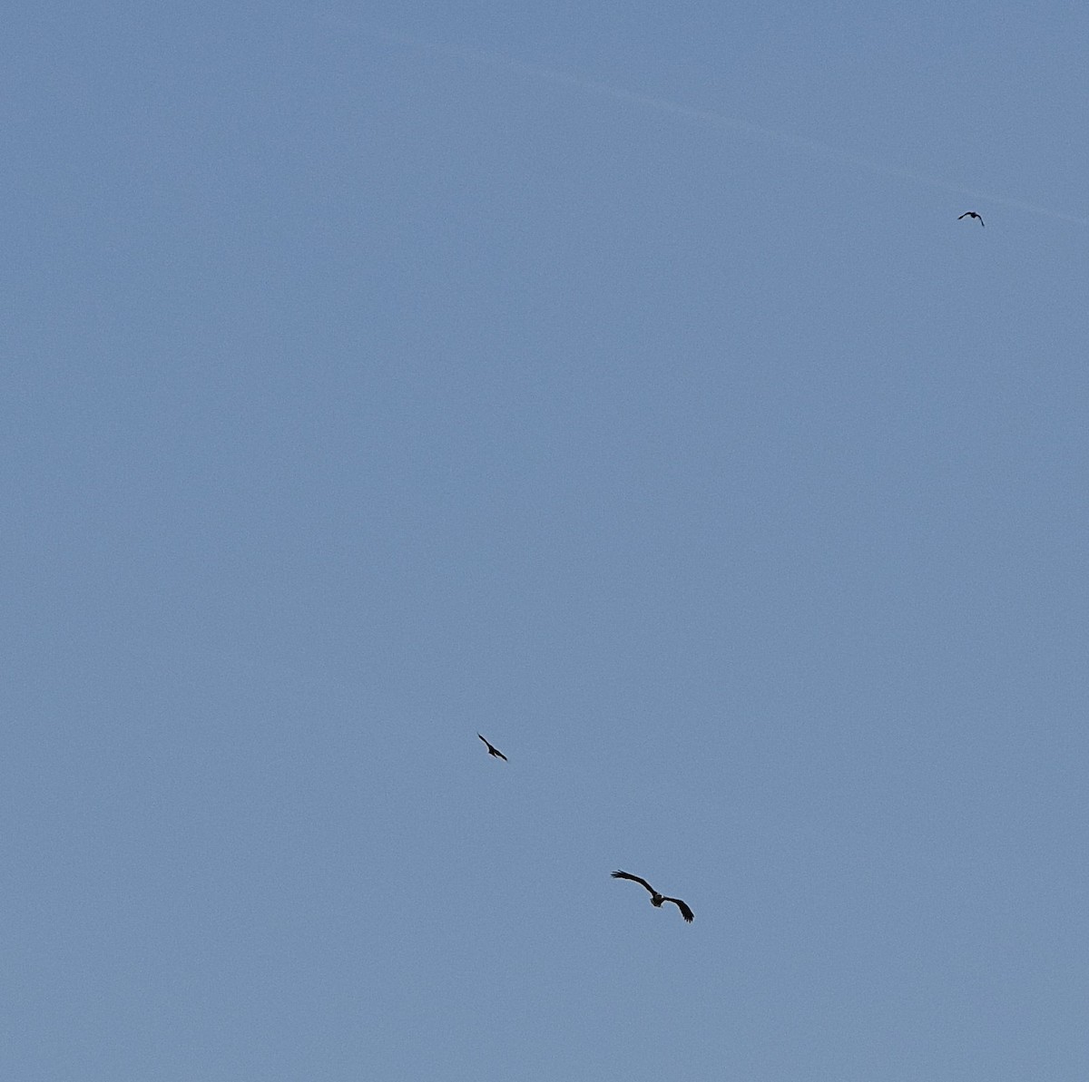 Bald Eagle - ML635361718