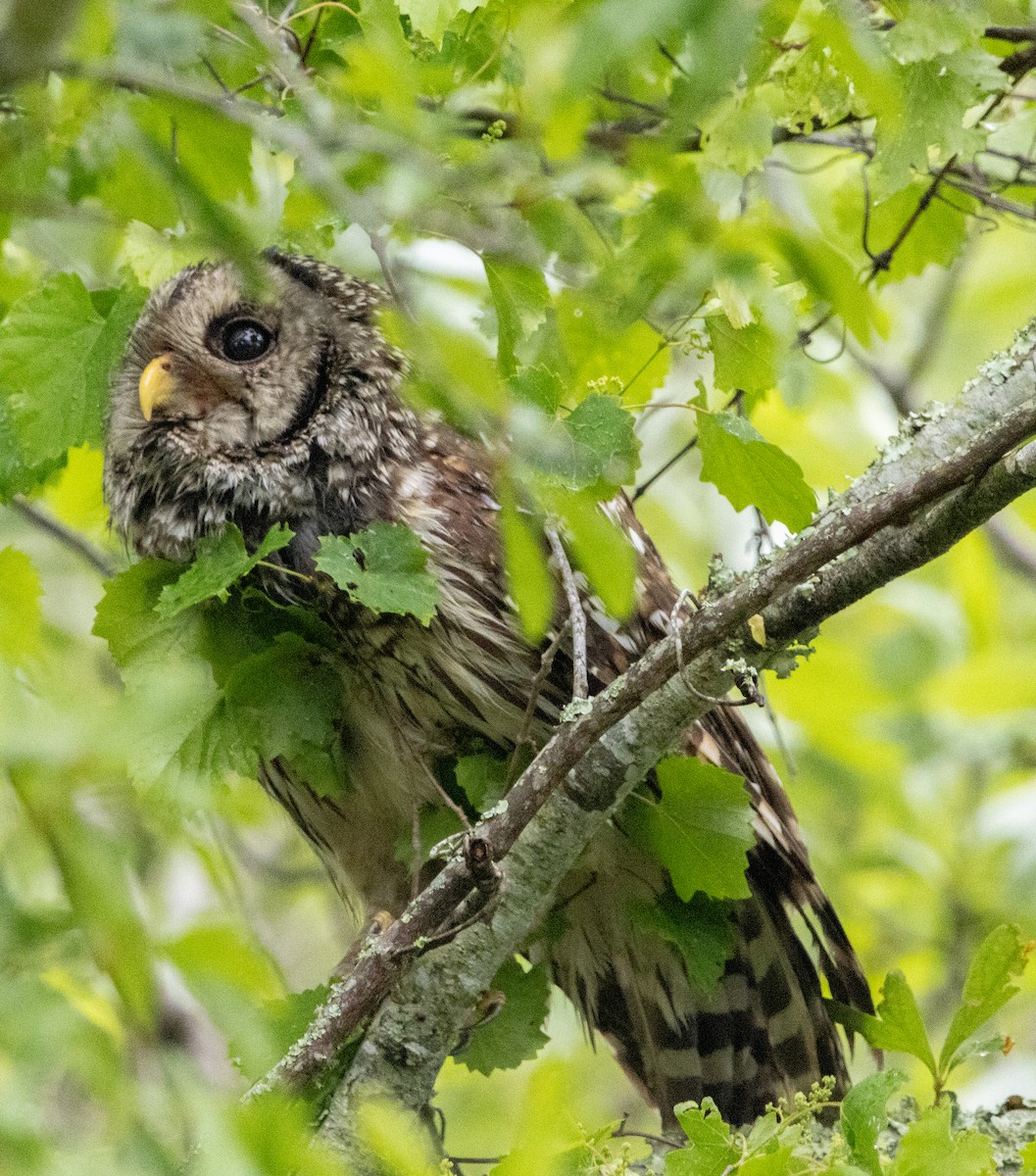 Barred Owl - ML635361757