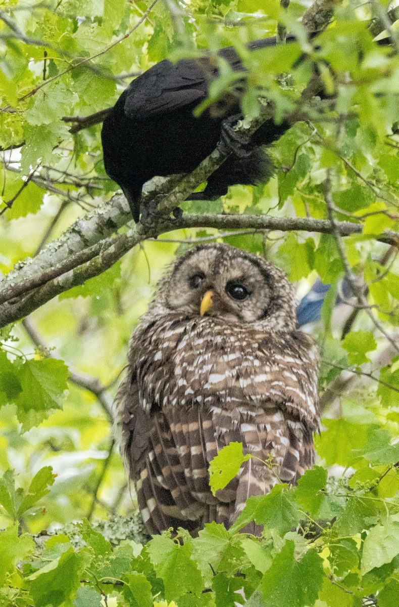 Barred Owl - ML635361758