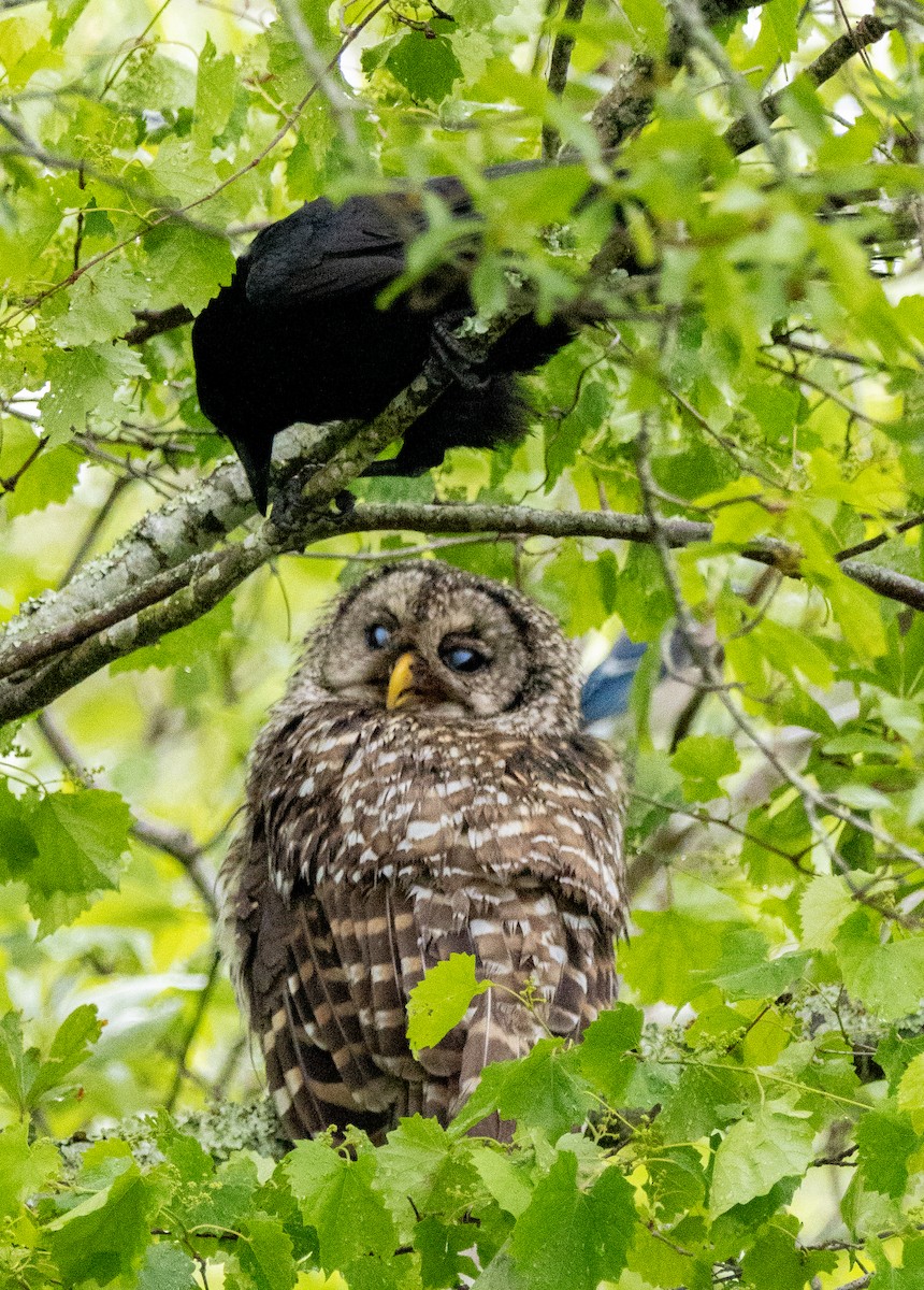 Barred Owl - ML635361759