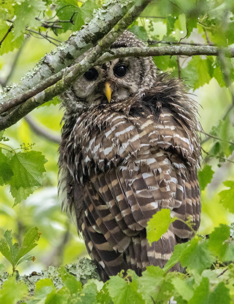 Barred Owl - ML635361763