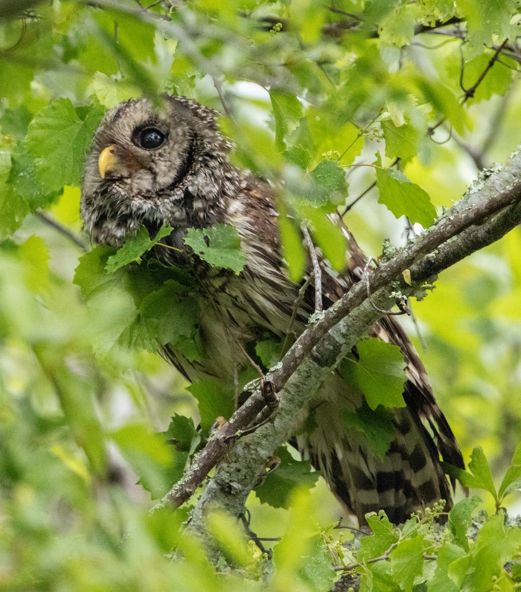 Barred Owl - ML635361768