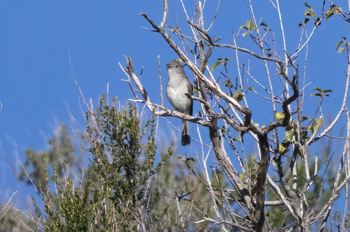 Gray Vireo - ML635361821