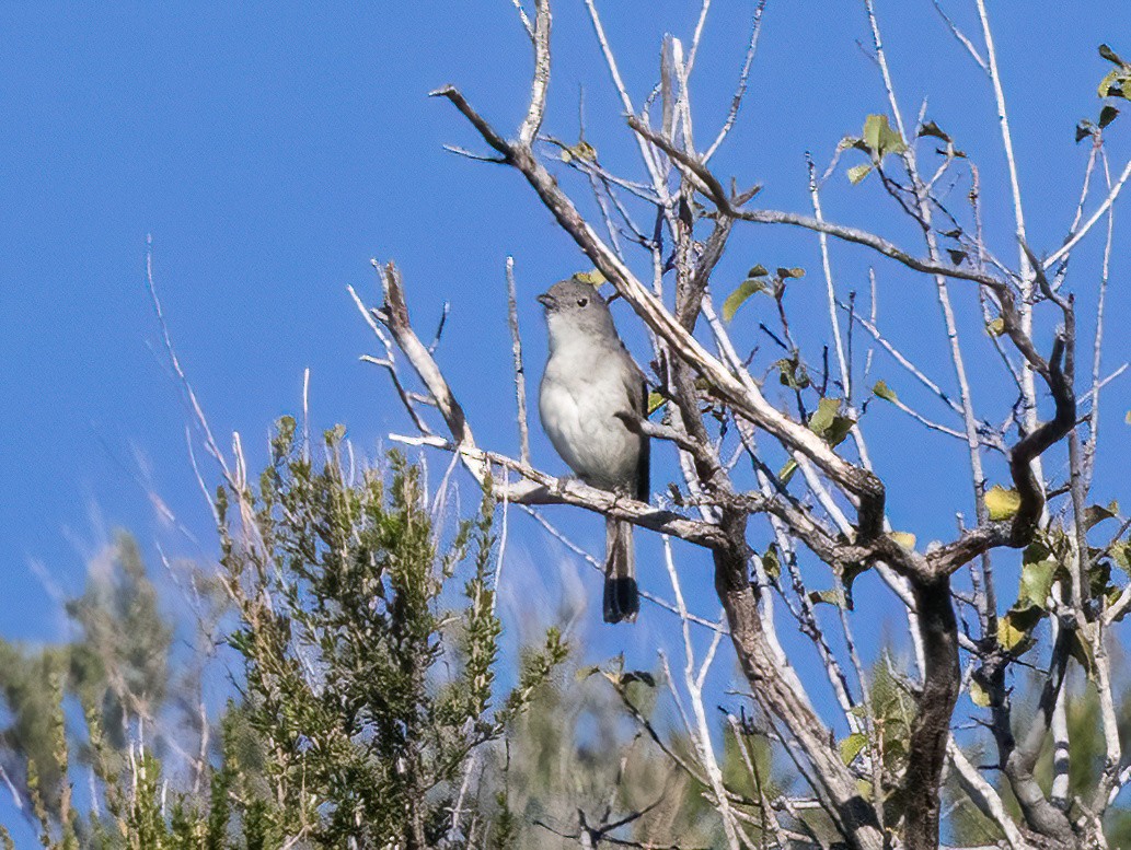 Gray Vireo - ML635361822