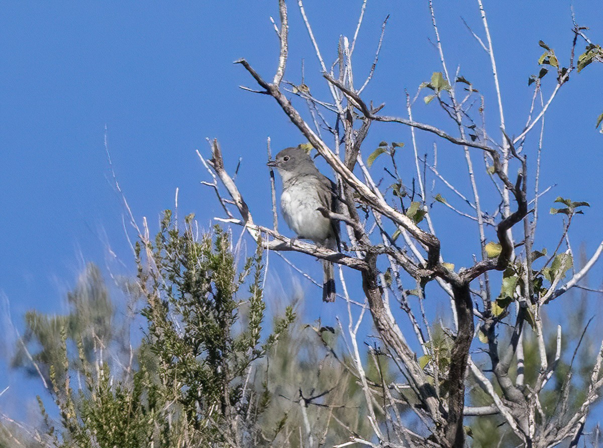 Gray Vireo - ML635361823