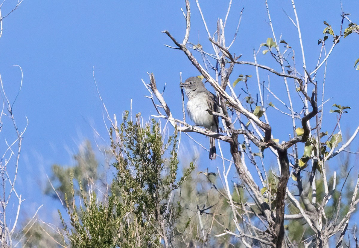 Gray Vireo - ML635361824