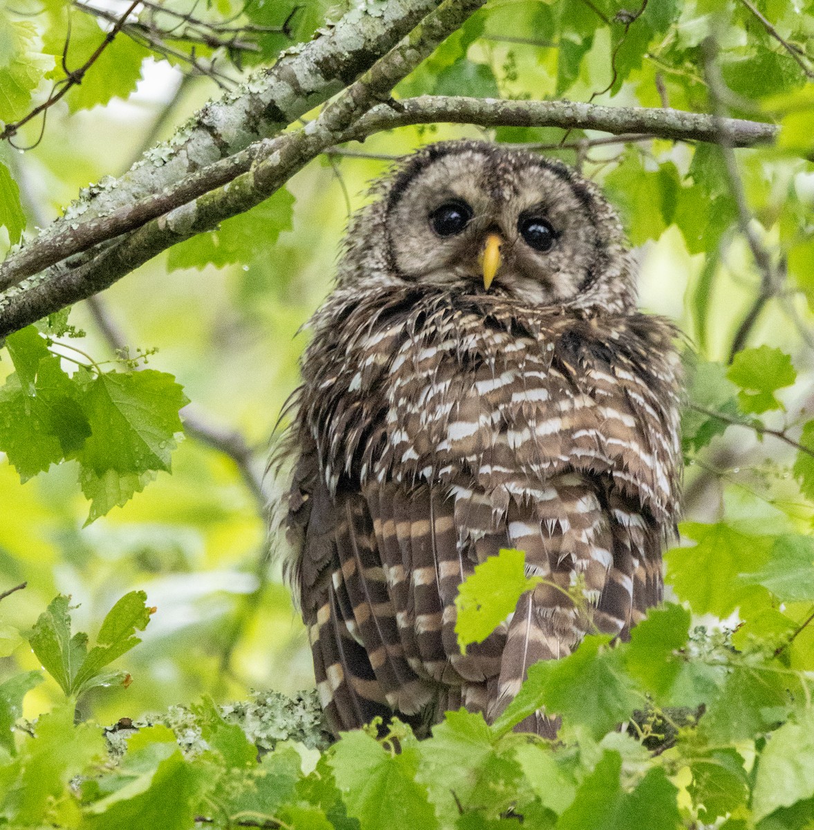 Barred Owl - ML635361826