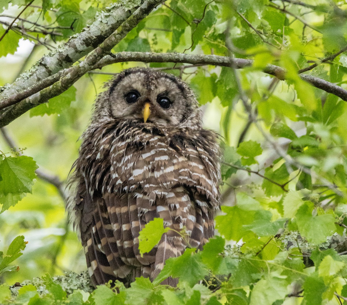 Barred Owl - ML635361827