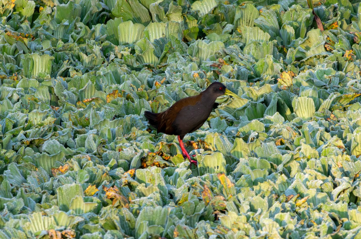 Blackish Rail - ML635361835