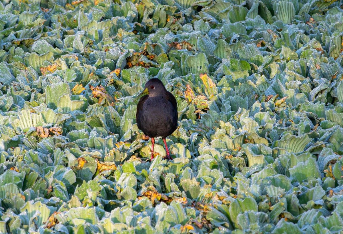 Blackish Rail - ML635361838