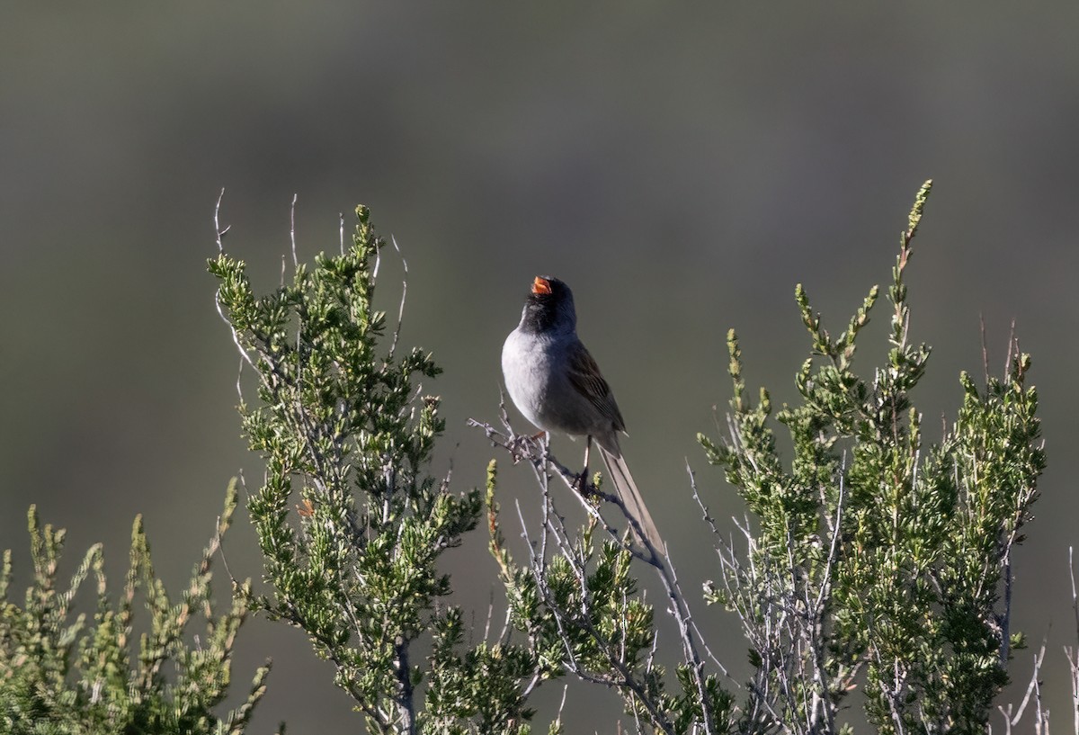 Black-chinned Sparrow - ML635361841
