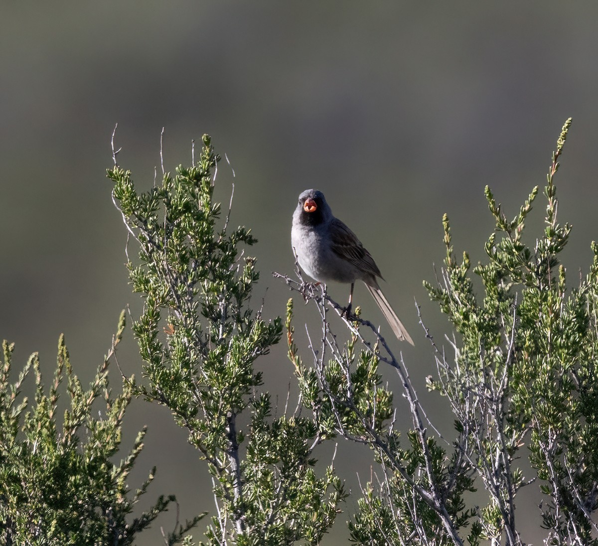 Black-chinned Sparrow - ML635361842