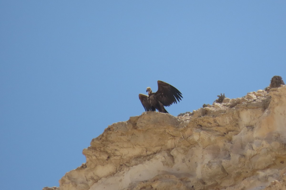Lappet-faced Vulture - ML635361866
