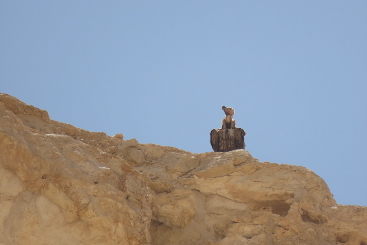 Lappet-faced Vulture - ML635361867