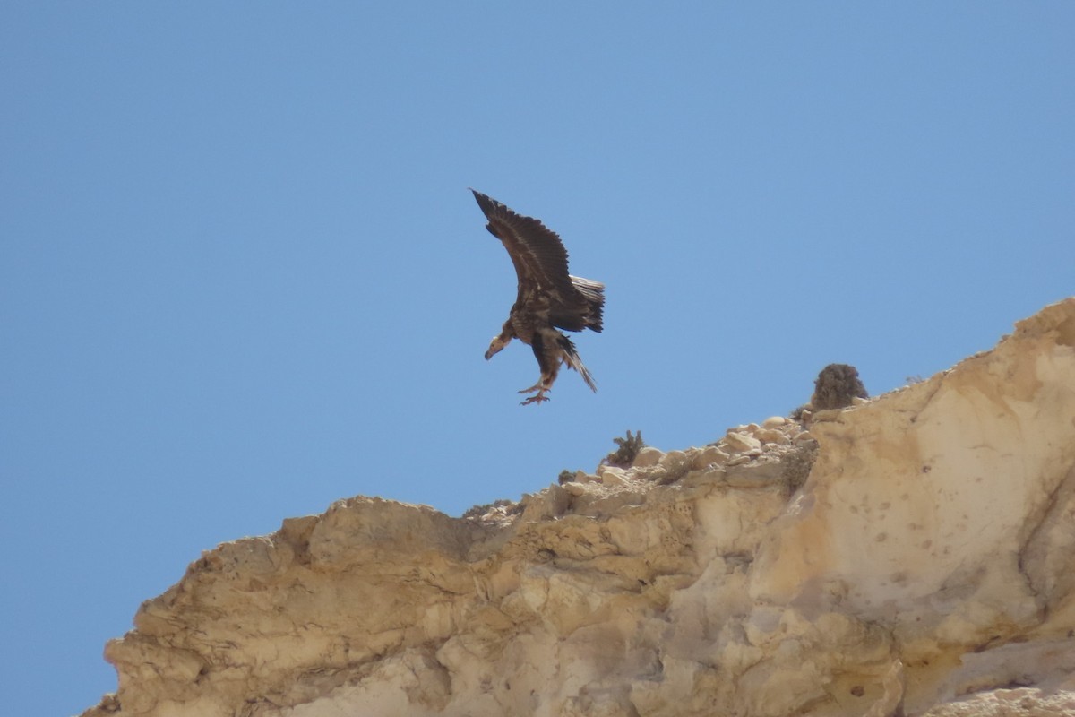 Lappet-faced Vulture - ML635361868