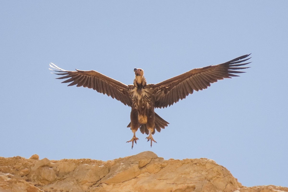 Lappet-faced Vulture - ML635361869