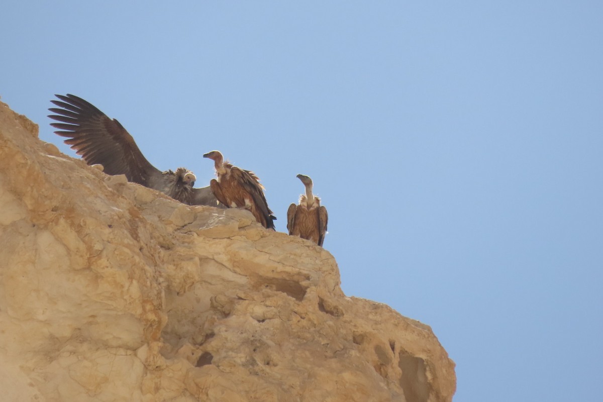Lappet-faced Vulture - ML635361871