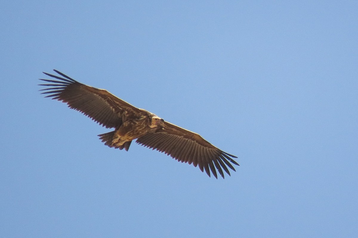 Lappet-faced Vulture - ML635361872