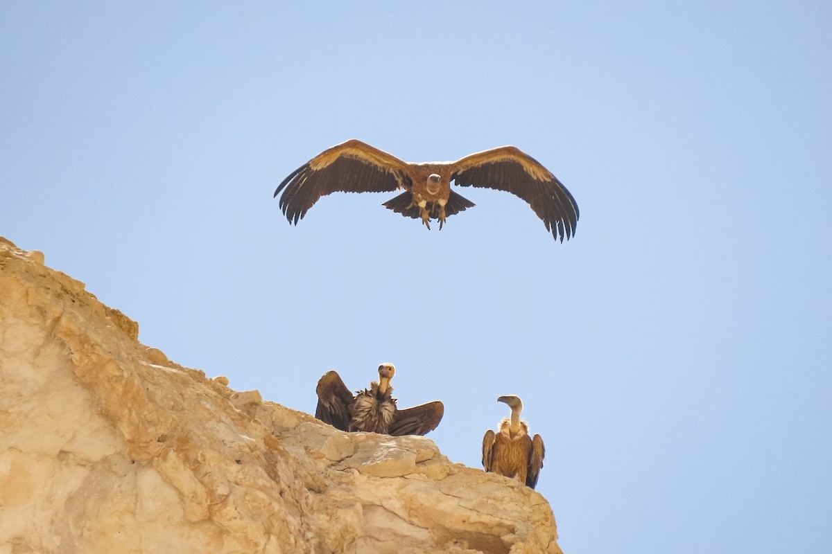 Lappet-faced Vulture - ML635361873